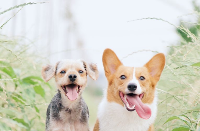 Preventing Home Dog Fights in Dover