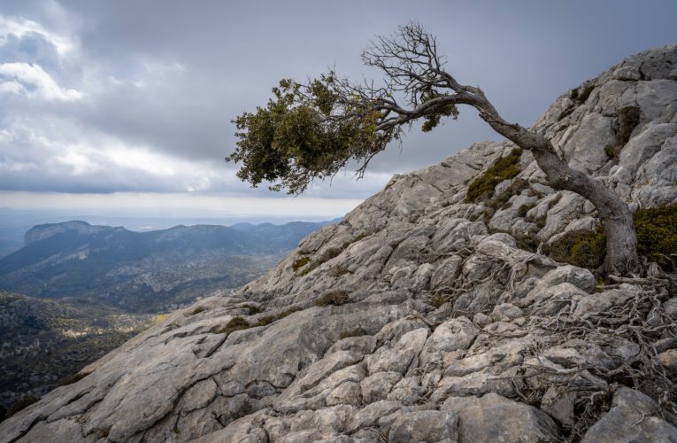 Dover: The Importance of Resilience in Overcoming Trauma